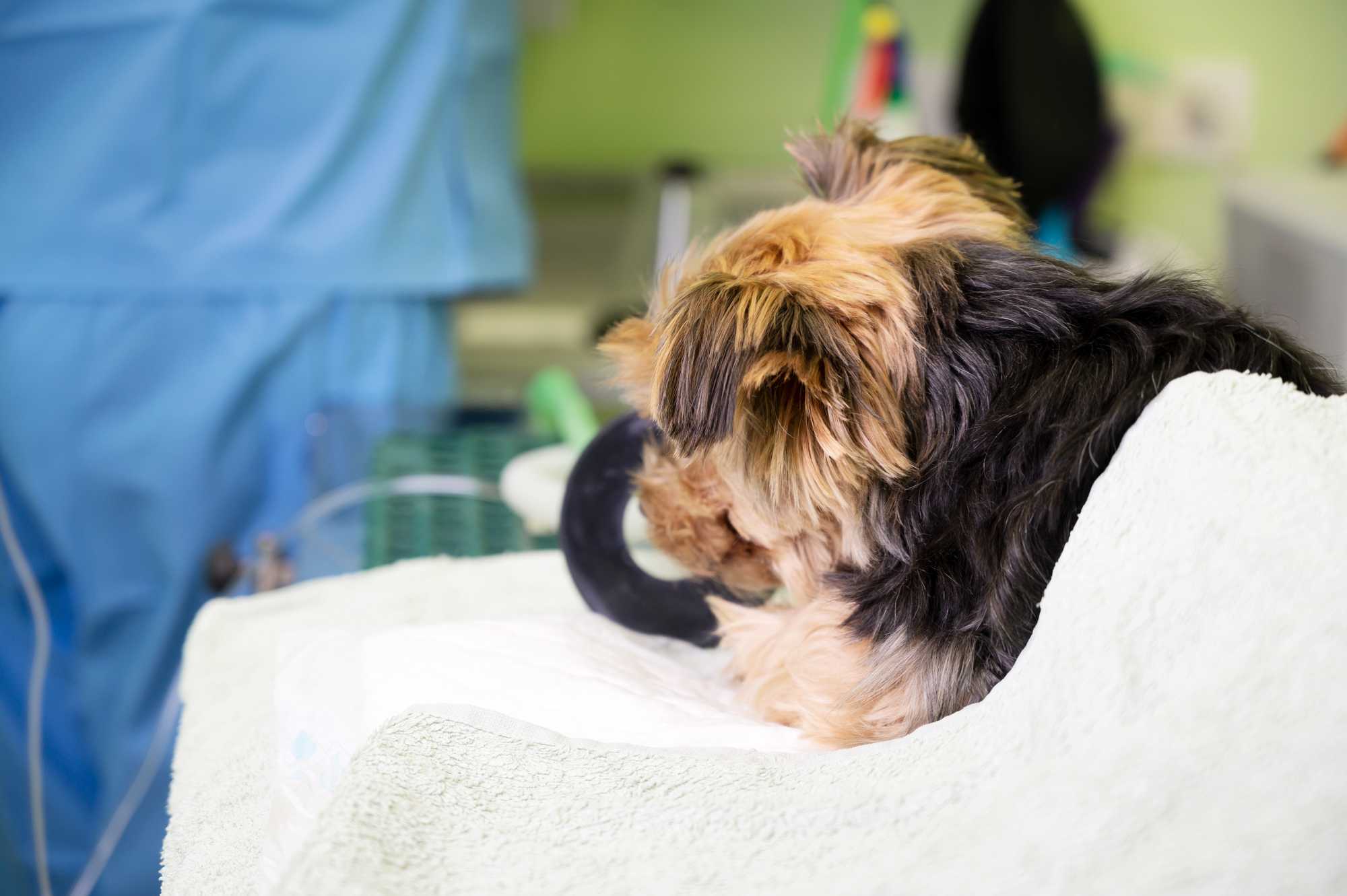 Internação Landing Image