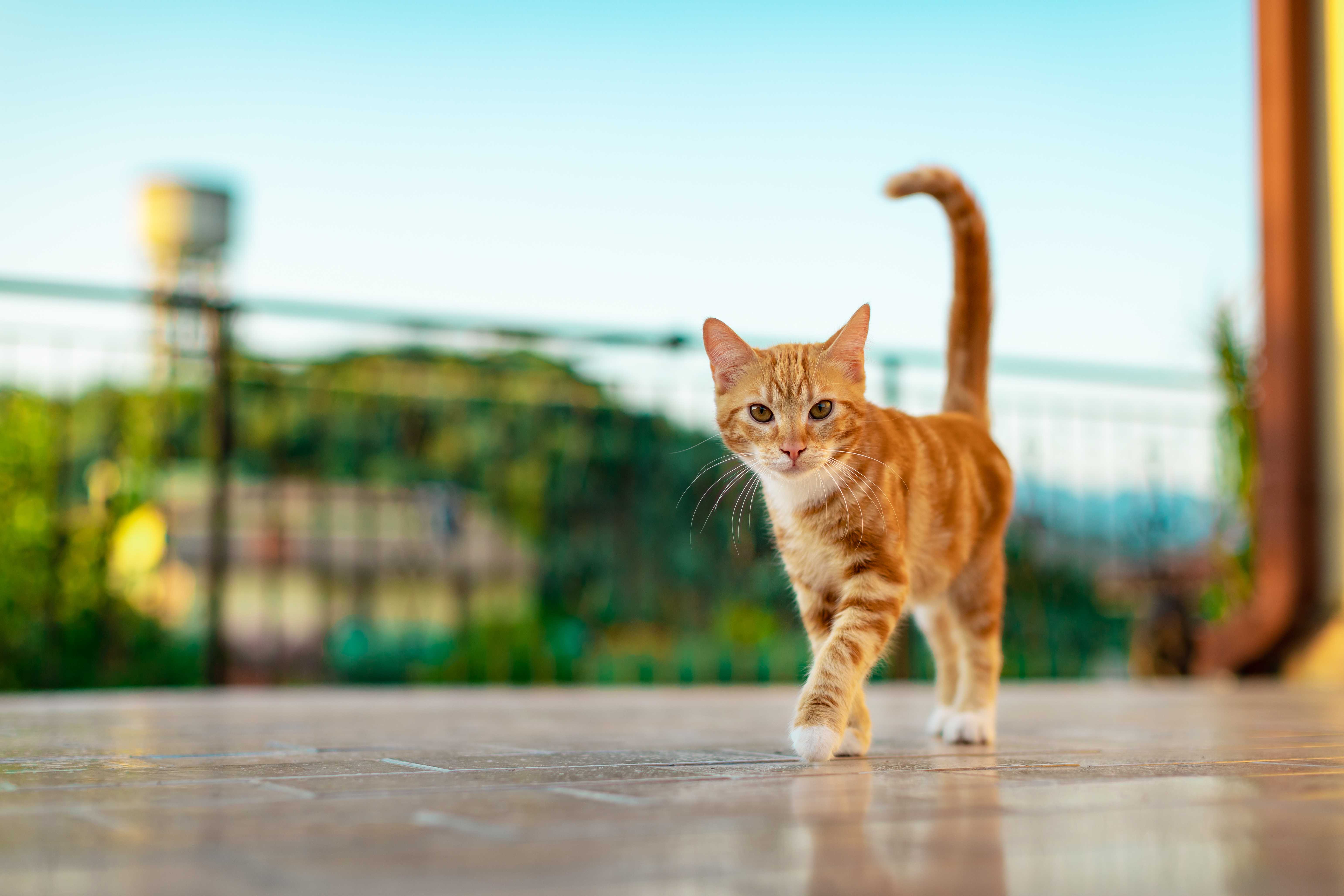 Especialista em Gatos Landing Hero Bottom Image